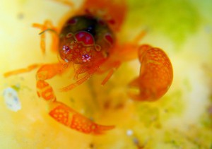 ホヤカクレエビ2