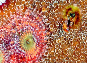 ニシキカンザシヤドカリ