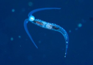 コノハウミウシ6