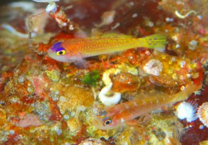 ダイトクベニハゼ2