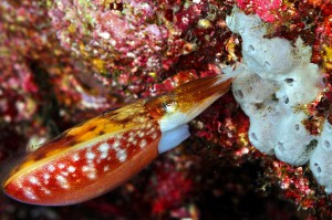 スジコウイカの産卵