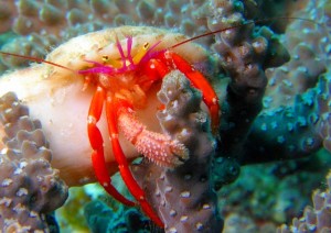 フルセゼブラ12