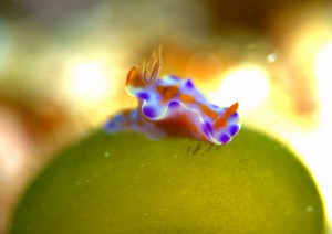 フルーツポンチ