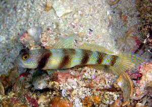 クロエリカノコハゼ