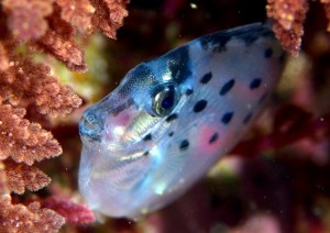 ゴマテングハギモドキ