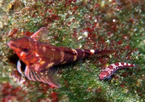 メシマウバウオ1