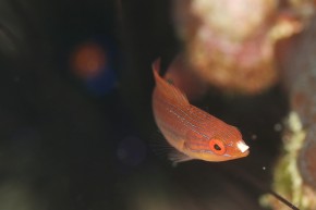 イトヒキベラyg