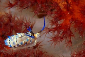 リュウキュウカスミミノウミウシ