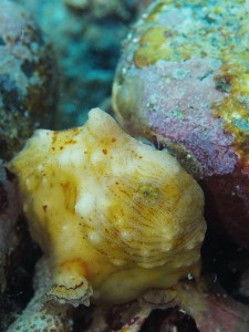 カエルアンコウモドキ