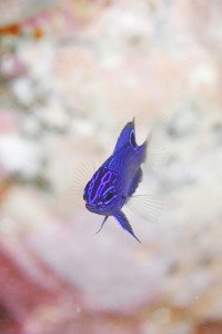 ナガサキスズメダイyg