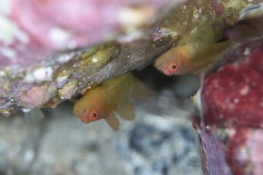 イレズミハゼsp ペア