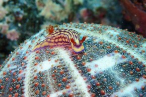 クチナシイロウミウシ