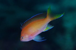 スミレナガハナダイ性転換途中